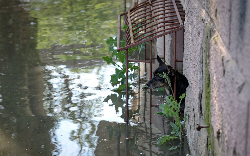 Powódź zatopiła zoo w Nowej Kachowce. Zginęło 300 zwierząt