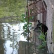 Powódź zatopiła zoo w Nowej Kachowce. Zginęło 300 zwierząt