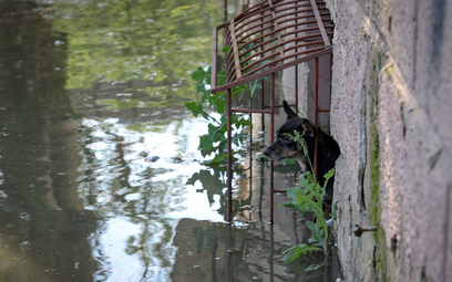 Powódź zatopiła zoo w Nowej Kachowce. Zginęło 300 zwierząt