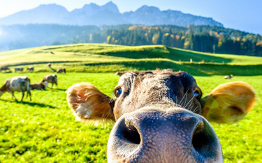 Niemcy: Kobieta wypuściła 200 krów. Uciekła nago