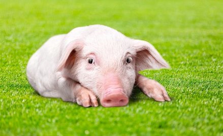 Próbka skóry pobrana z ucha zwierzęcia wystarczy do identyfikacji bakterii