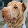 Pomarszczony shar-pei