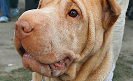 Pomarszczony shar-pei