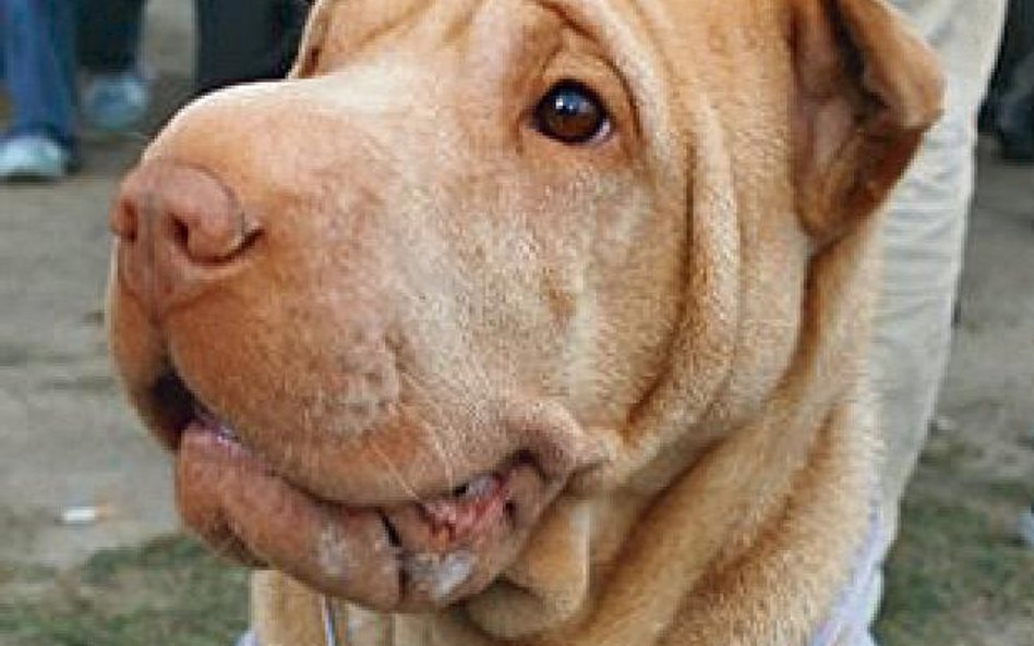 Pomarszczony shar-pei