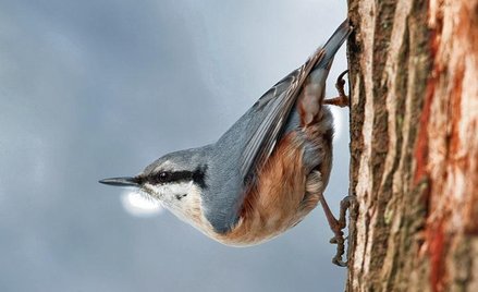 Kowalik (po drzewie chodzi głową w dół) – jeden z emigrantów, który wraca do Polski najszybciej