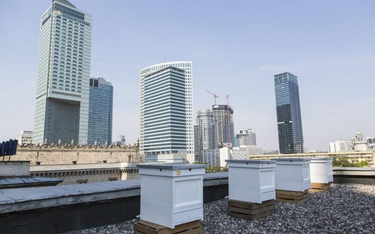 Pszczoły zamieszkały nawet na dachu Pałacu Kultury i Nauki. Fot. Andrzej Hulimka