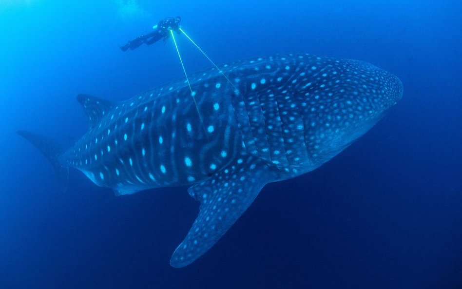 „Błękitna Planeta II”, odcinek 7