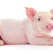 Nerka genetycznie modyfikowanej świni w ciele człowieka. Udany przeszczep?