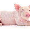 Nerka genetycznie modyfikowanej świni w ciele człowieka. Udany przeszczep?