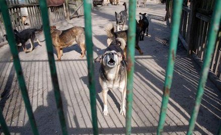 Psy pogryzły, pan odpowie