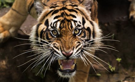 Zurich: Tygrys zabił opiekunkę na oczach widzów