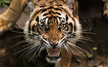Zurich: Tygrys zabił opiekunkę na oczach widzów