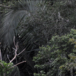 Amazonia