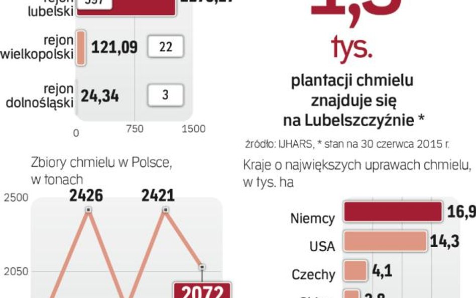 Lubelszczyzna produkuje najwięcej chmielu