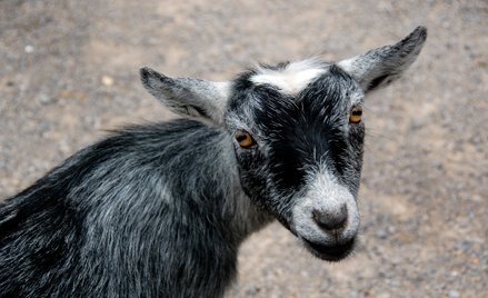 Koza pigmejska