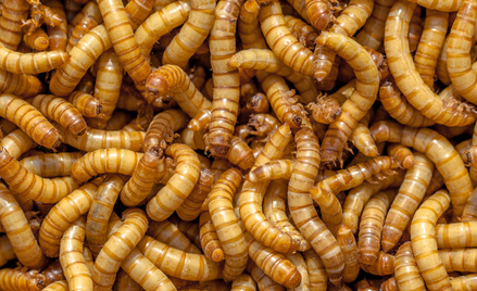 Badacze radzą osobom otyłym: Zamiast tłustego mięsa jedzcie owady