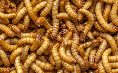 Nie chcesz jeść owadów? Uważnie czytaj etykiety, bo być może i tak je jesz