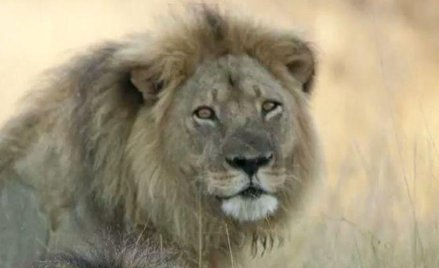 Jericho, brat Cecila