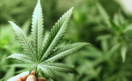 Im lepiej dla marihuany, tym gorzej dla piwa