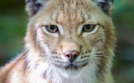 Zdjęcia kręcone na Podlasiu to ok. 10 proc. całego filmu.