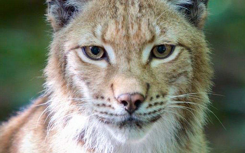 Zdjęcia kręcone na Podlasiu to ok. 10 proc. całego filmu.