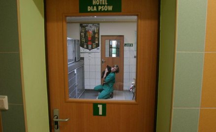 W hotelach dla psów pełne obłożenie