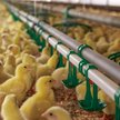 Już podczas projektowania fermy drobiu, a później też w każdym ogniwie produkcji muszą być uwzględni