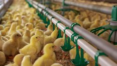 Już podczas projektowania fermy drobiu, a później też w każdym ogniwie produkcji muszą być uwzględni