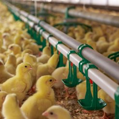 Już podczas projektowania fermy drobiu, a później też w każdym ogniwie produkcji muszą być uwzględni
