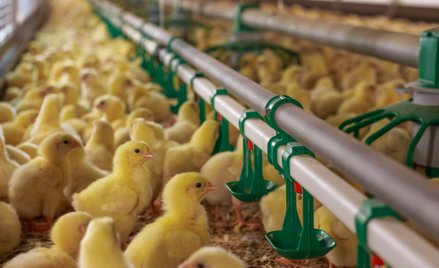 Już podczas projektowania fermy drobiu, a później też w każdym ogniwie produkcji muszą być uwzględni