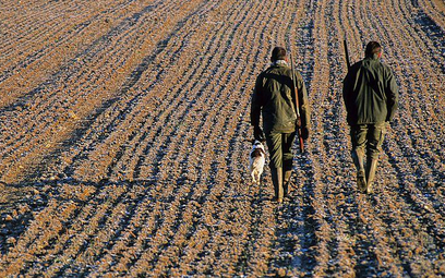 Trybunał: Dziki i daniele nie mogą biegać bezkarnie po polach rolników