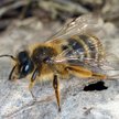 Naukowcy z USA odkryli na cmentarzu jedno z największych na świecie skupisk pszczół Andrena regulari