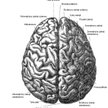Mózg człowieka - widok z góry