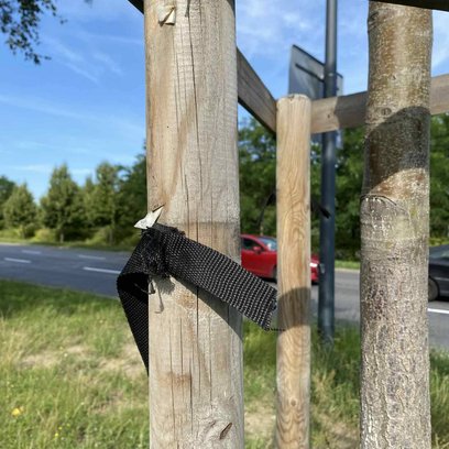Na Ursynowie przecięto kilkadziesiąt taśm stabilizujących przy sadzonkach młodych drzew