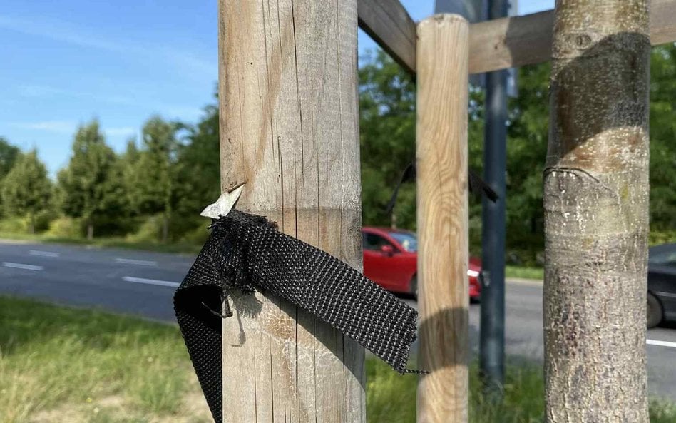 Na Ursynowie przecięto kilkadziesiąt taśm stabilizujących przy sadzonkach młodych drzew
