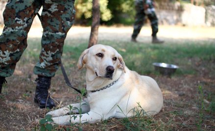 Armia rekrutuje psy do akcji poszukiwawczych