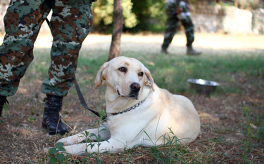 Armia rekrutuje psy do akcji poszukiwawczych
