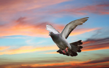 Francja: Wiadomość dostarczana przez gołębia znalazła się po ponad 100 latach
