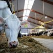 Największym na świecie pojedynczym źródłem emisji metanu wynikającym z działalności człowieka jest r