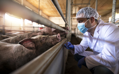 Polska zajmuje 4. miejsce w Unii Europejskiej pod względem ilości antybiotyków podawanych zwierzętom