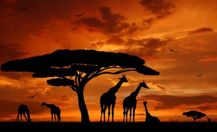 Kenia bramą do Afryki dla naszych przedsiębiorców