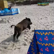 Atak dzika na plaży w Karwii