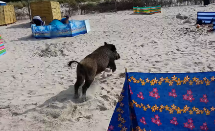 Atak dzika na plaży w Karwii