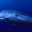 Hałas w oceanie zmusza wieloryby do pokrzykiwania