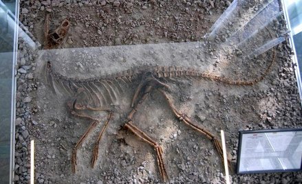 Ewolucja pali za sobą mosty