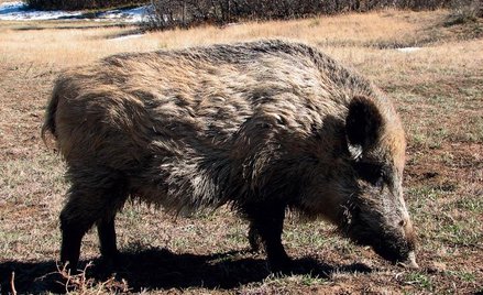 Genialne zwierzęta: Świnie