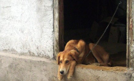 Ochrona zwierząt: zakaz handlu na wystawach i trzymania na uwięzi ponad 12 godzin