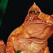 Zębata żaba, Żaba odzyskała zęby