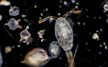 Ewolucja przyspieszyła dzięki planktonowi
