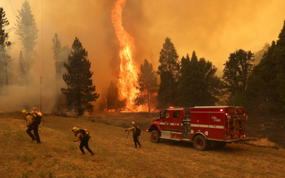 Pożar dębiny w Kalifornii zagraża sekwojom z Parku Narodowego Yosemite